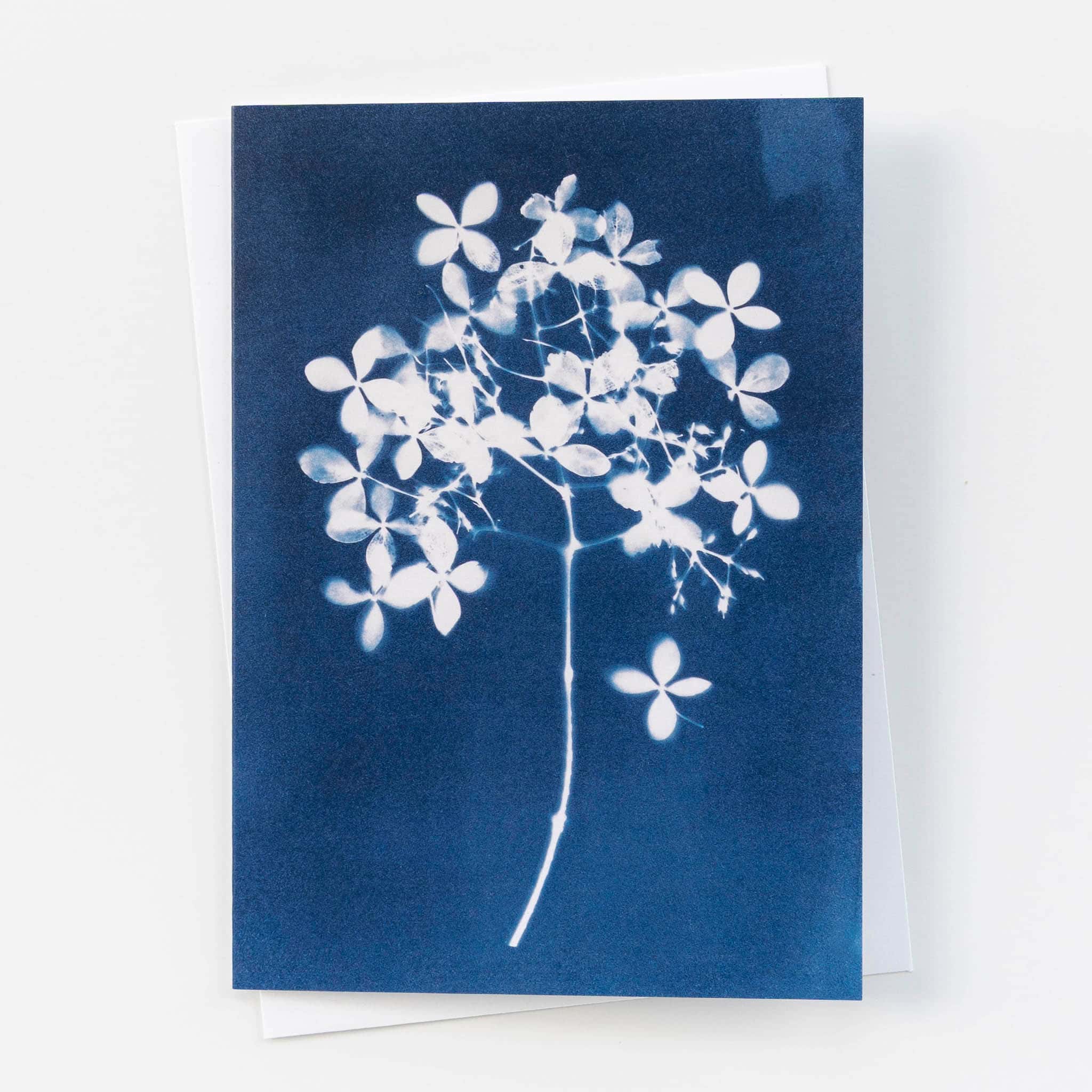 Hydrangea Cyanotype Card