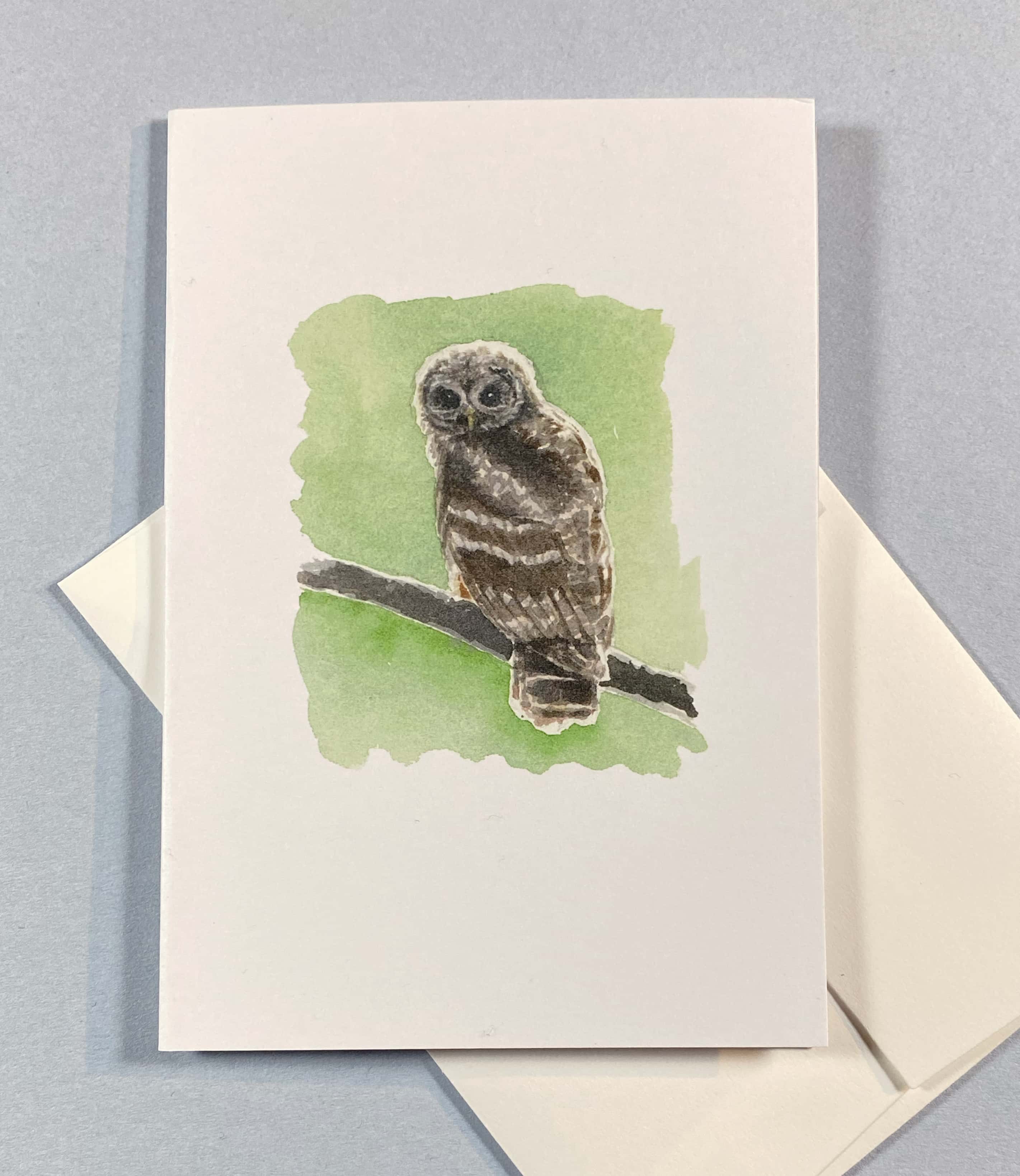 Barred Owl