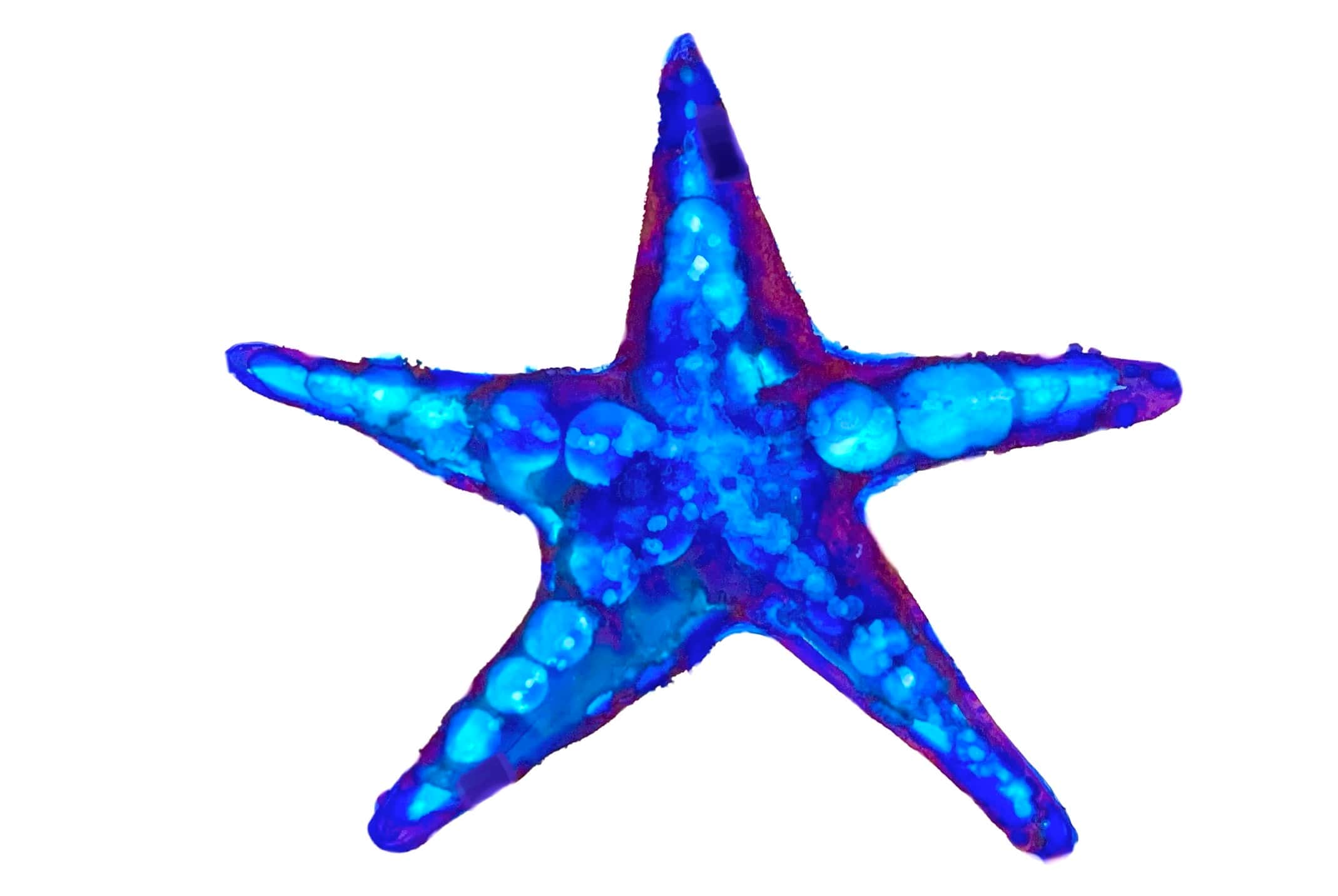 Blue Starfish
