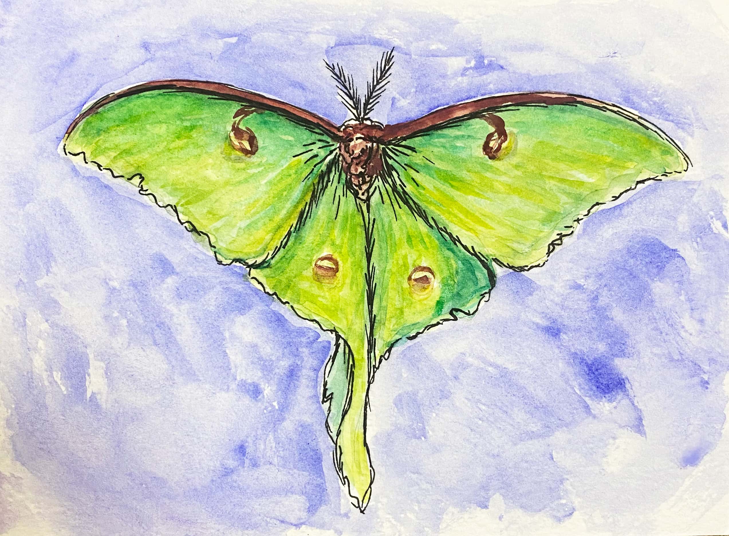 Luna moth