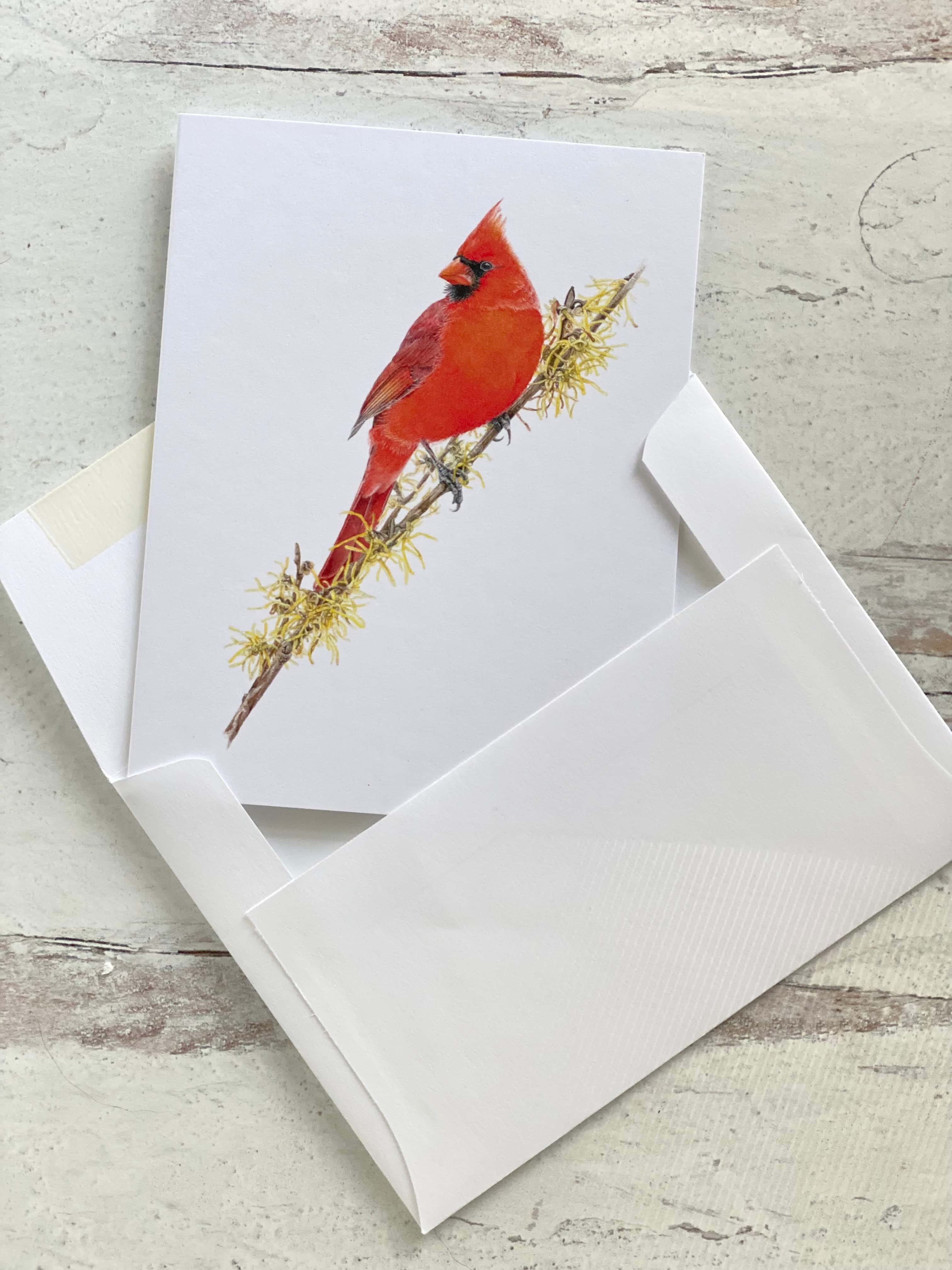 Northern Cardinal with Witch-hazel